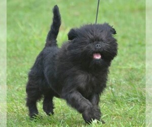 Image of Affenchon breed