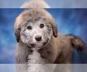 Image of Malamoodle breed
