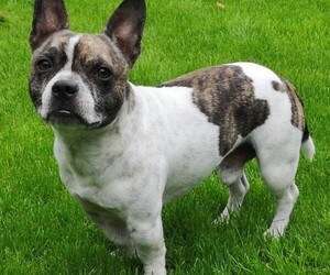 Image of Maltese Bulldog breed