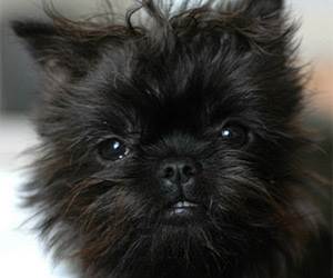 Small #1 Breed Affen Terrier image
