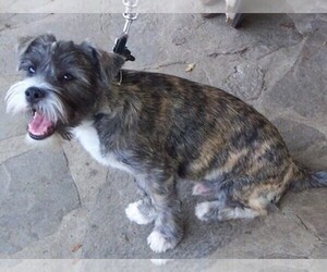 Image of Cairn Corgi breed