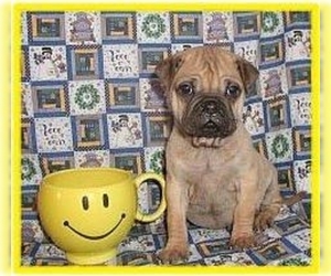 Image of Ori-Pei breed
