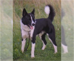 Image of Karelian Bear Dog breed