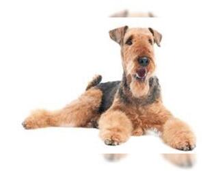 Small #2 Breed Airedale Terrier image