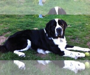Image of Saint Bernewfie breed