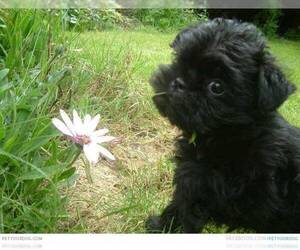 Small #2 Breed Affen Terrier image