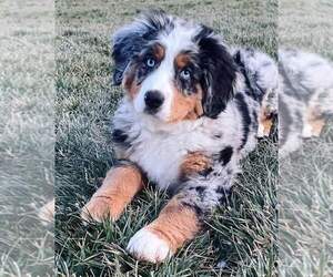 Image of Australian Mountain Dog breed