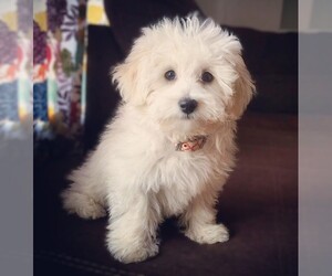 Image of Papichon breed