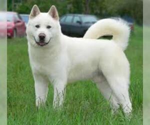 Small #2 Breed Akita image
