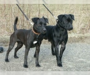 Image of Patterdale Terrier breed