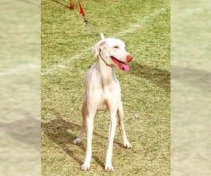 Image of Rajapalyam breed