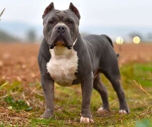 Image of American Bully breed