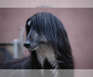 Small #16 Breed Afghan Hound image