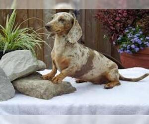 Image for artice 'Dachshund Puppies for Sale January 2025 - Find Your New Best Friend on InstantPuppy.com'