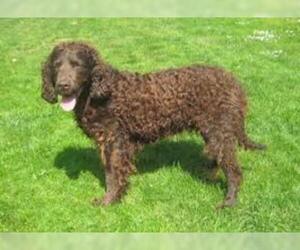 Small #1 Breed American Water Spaniel image