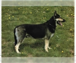 Image of East European Shepherd breed