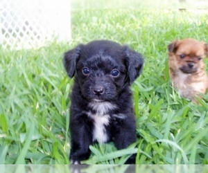 Image of Papi-Poo breed