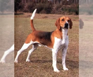 Image of Harrier breed