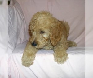 Image for artice 'Goldendoodle Puppy Prices & Availability | Find Your Furry Friend 2024'