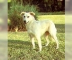 Image of Breed Group Flock Guard