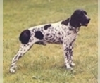 Image of Breed Group Hunting