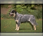 Image of Breed Group Herding