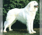 Image of Breed Group Guard Dog