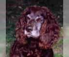 Image of Breed Group Retriever