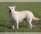 Image of Breed Group Primitive