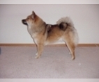 Image of Breed Group Northern/Companion