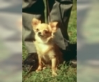 Image of Breed Group Toy