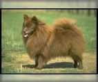 Image of Breed Group Northern