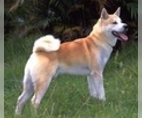 Image of Breed Group Working