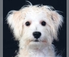 Image of Breed Group Companion