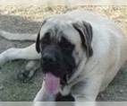 Image of Breed Group Mastiff