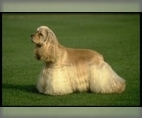 Image of Breed Group Sporting