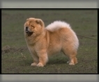 Image of Breed Group Non-Sporting
