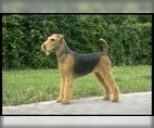 Image of Breed Group Terrier