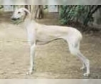 Image of Breed Group Sighthound