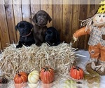 Small #21 Breeder Profile image