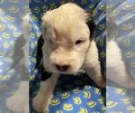 Small #9 Breeder Profile image