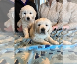 English Cream Golden Retriever Dog Breeder near ELLENSBURG, WA, USA