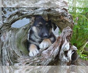 Mal-Shi Dog Breeder near GREENWOOD, WI, USA