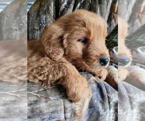 Central Asian Shepherd Dog Dog Breeder near Winnipeg, Manitoba, Canada