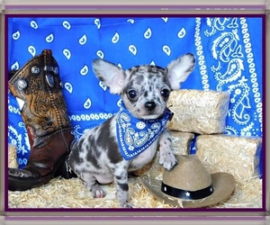 Chihuahua Dog Breeder near CHARLESTON, AR, USA