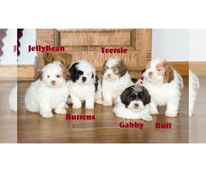 Shih Tzu Dog Breeder near CLARE, MI, USA