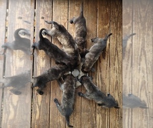 Dutch Shepherd Dog Dog Breeder near COMMERCE, GA, USA