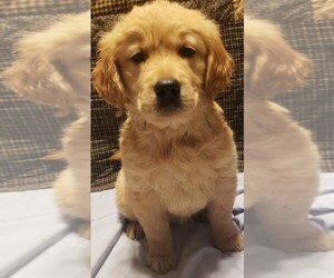 Golden Retriever Dog Breeder near LAS VEGAS, NV, USA