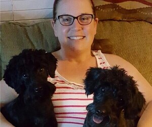 Schnoodle (Miniature) Dog Breeder near MORENO VALLEY, CA, USA