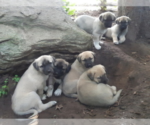 Kangal Dog Dog Breeder near East Garafraxa, Ontario, Canada
